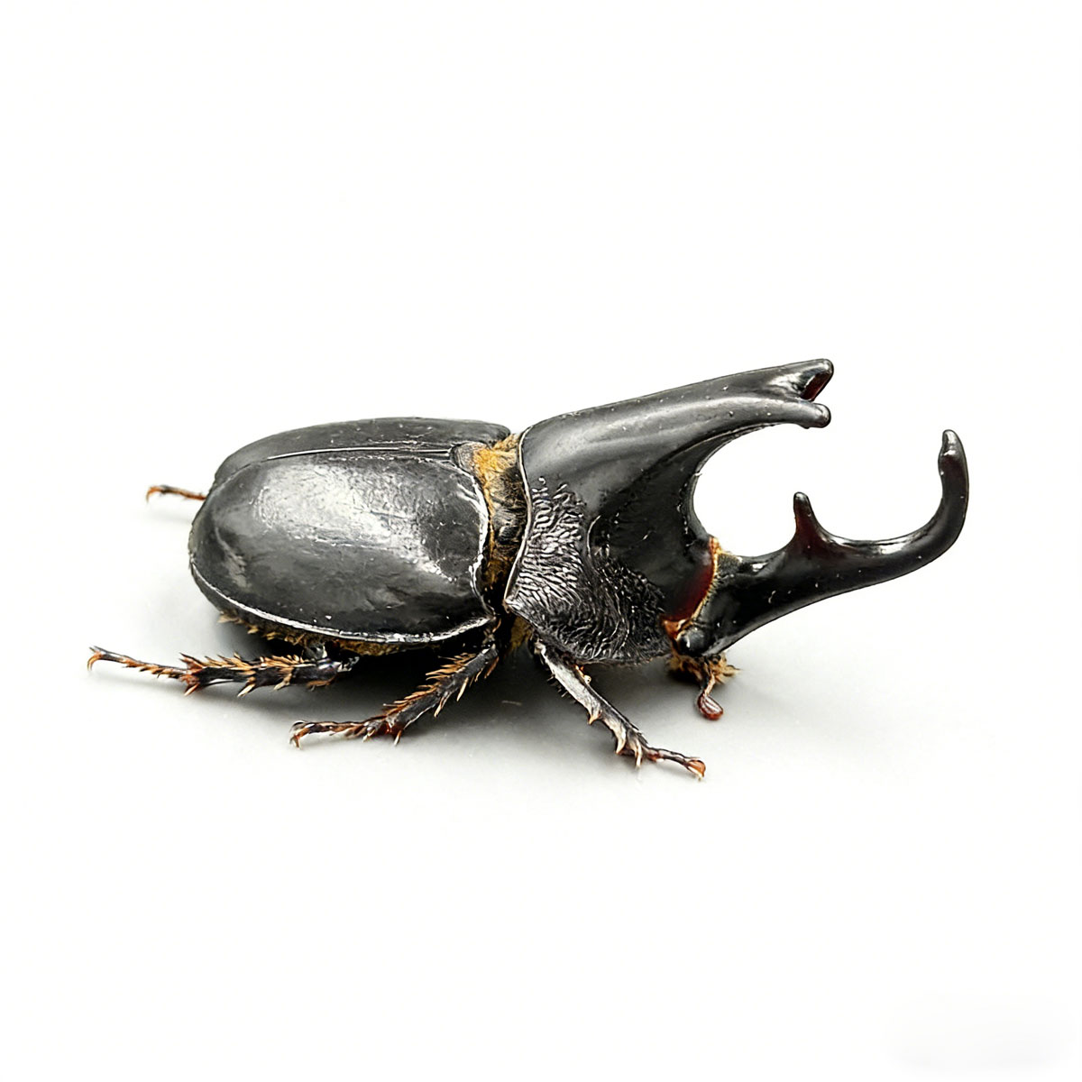 Alcides Rhinoceros Beetle artificial hand-painted epoxy resin refrigerator magnet — view 3