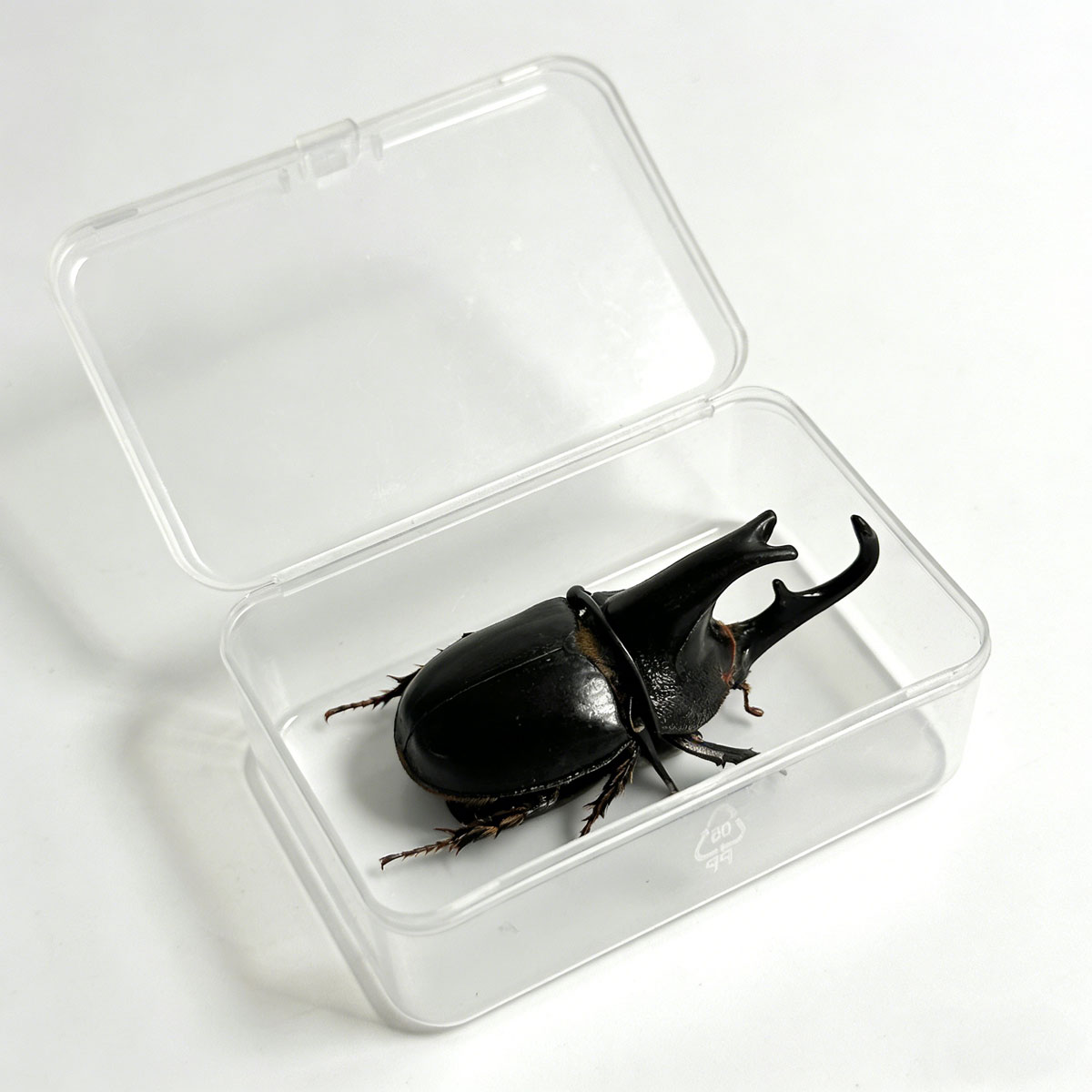 Alcides Rhinoceros Beetle artificial hand-painted epoxy resin refrigerator magnet — view 4