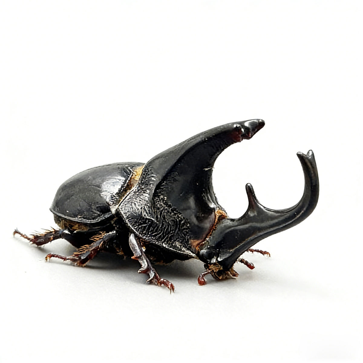 Alcides Rhinoceros Beetle artificial hand-painted epoxy resin refrigerator magnet — view 2