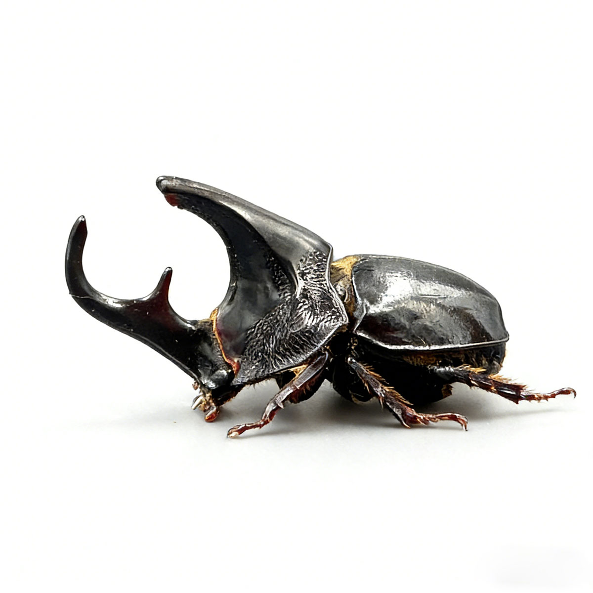 Alcides Rhinoceros Beetle artificial hand-painted epoxy resin refrigerator magnet — view 1