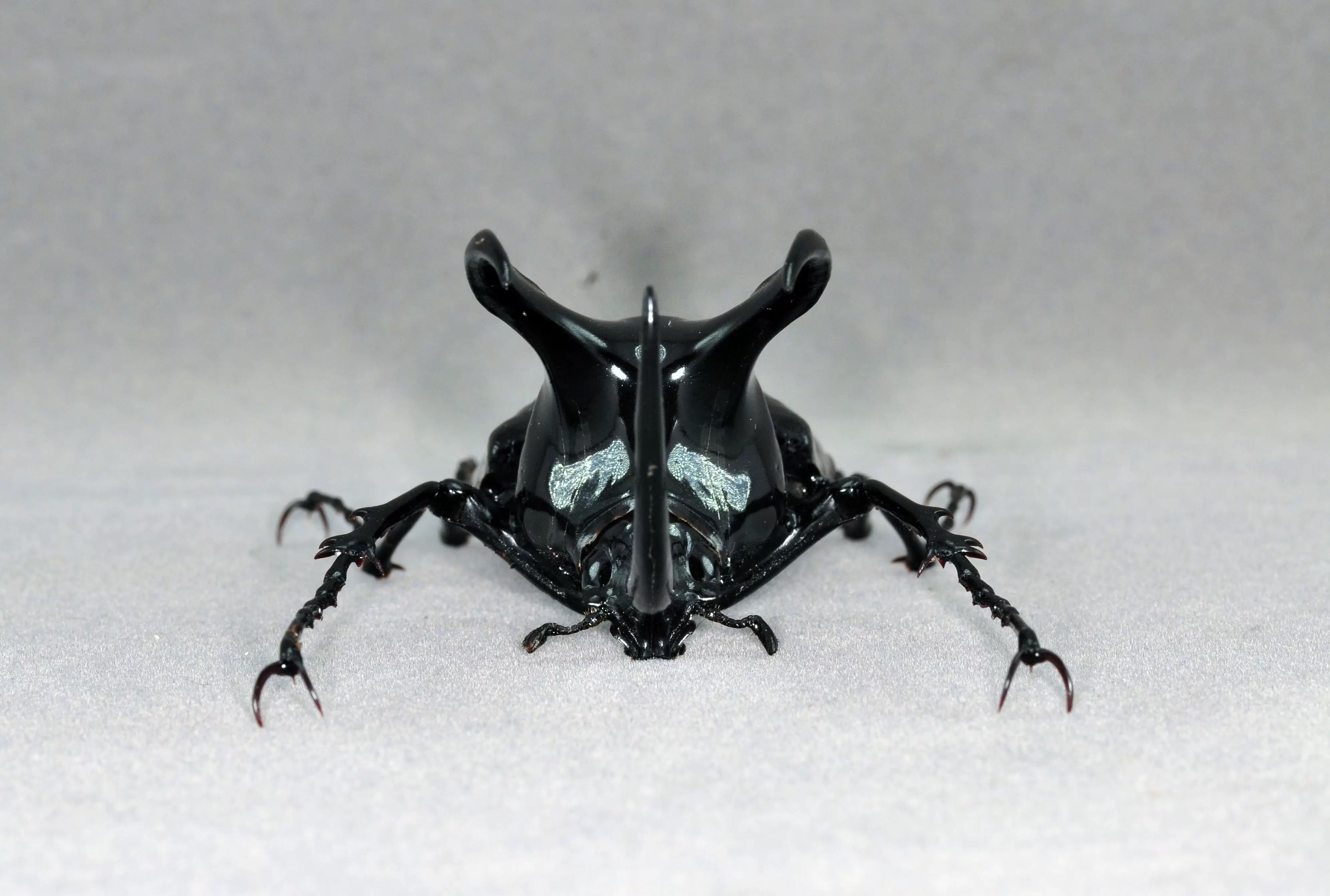 Borneo Caucasus Beetle artificial hand-painted epoxy resin refrigerator magnet — view 3
