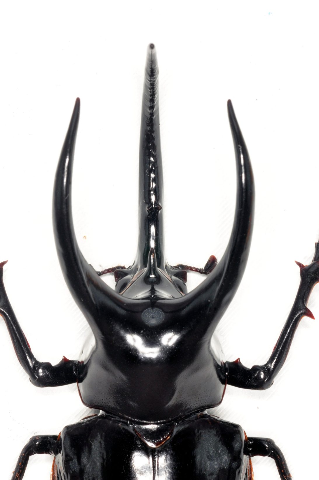 Borneo Caucasus Beetle artificial hand-painted epoxy resin refrigerator magnet — view 4