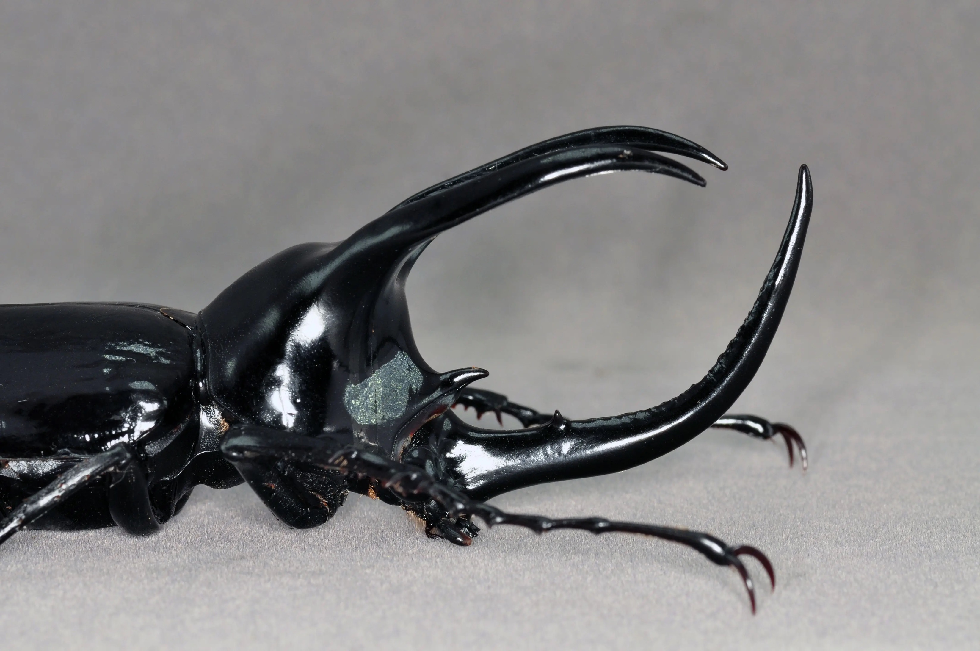 Borneo Caucasus Beetle artificial hand-painted epoxy resin refrigerator magnet — view 2