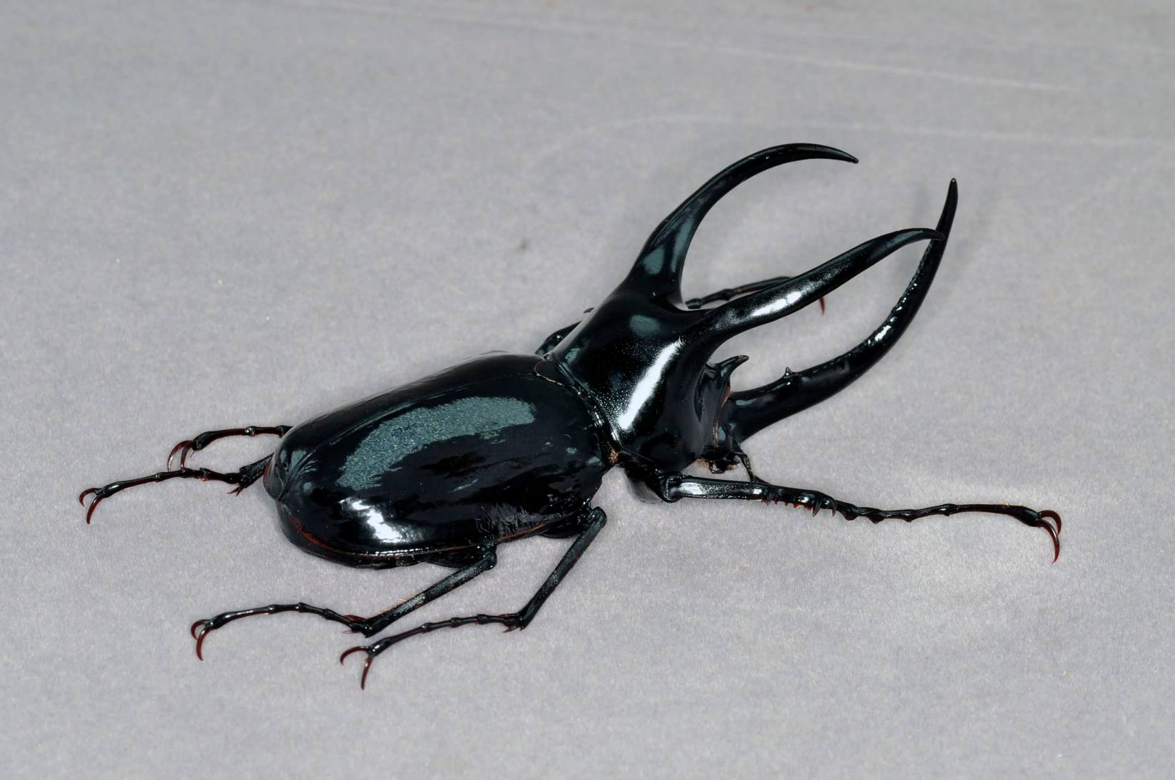 Borneo Caucasus Beetle artificial hand-painted epoxy resin refrigerator magnet — view 1