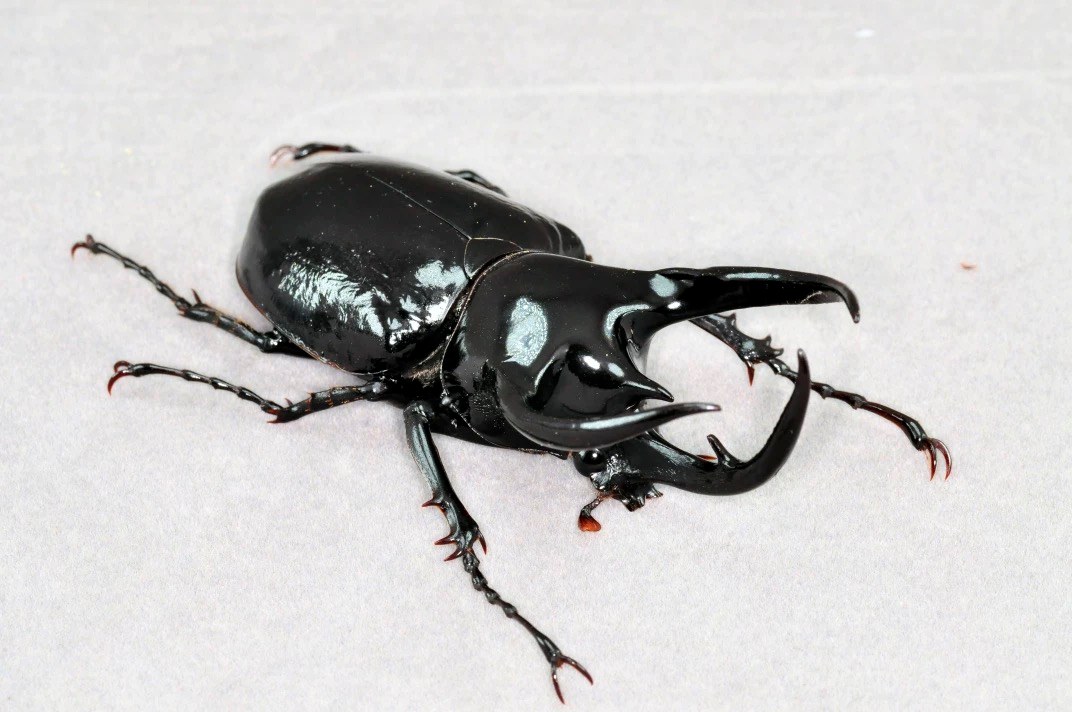 Caucasus Beetle artificial hand-painted epoxy resin refrigerator magnet — view 3
