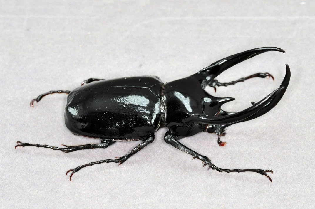 Caucasus Beetle artificial hand-painted epoxy resin refrigerator magnet — view 4