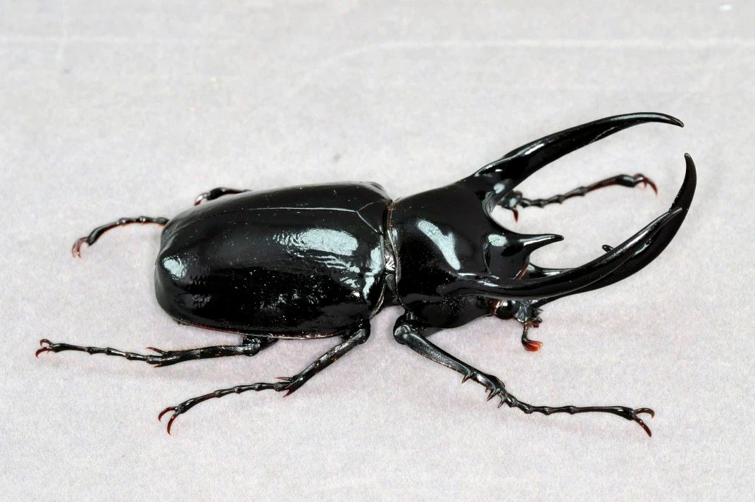 Caucasus Beetle artificial hand-painted epoxy resin refrigerator magnet — view 1