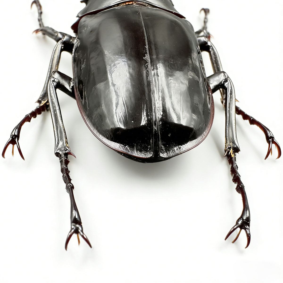Dalmanni Stag Beetle artificial hand-painted epoxy resin refrigerator magnet — view 3