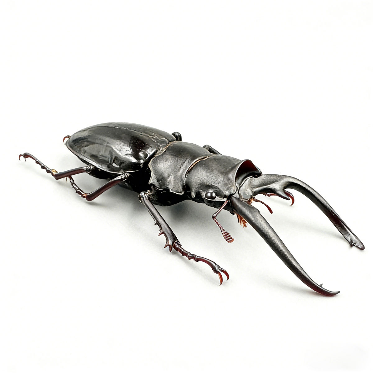 Dalmanni Stag Beetle