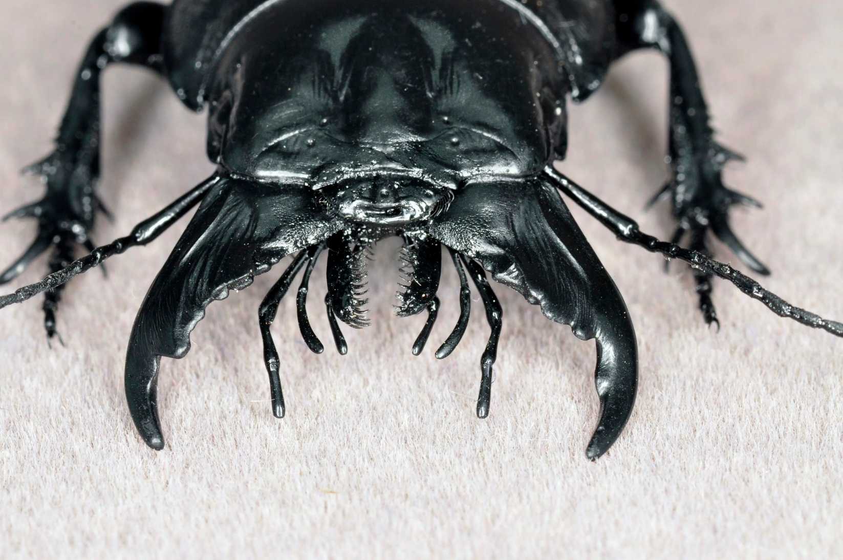 Decorse's Giant Ground Beetle artificial hand-painted epoxy resin refrigerator magnet — view 3