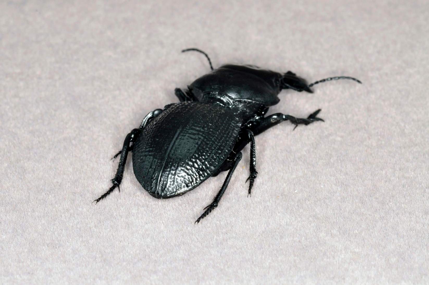 Decorse's Giant Ground Beetle artificial hand-painted epoxy resin refrigerator magnet — view 4