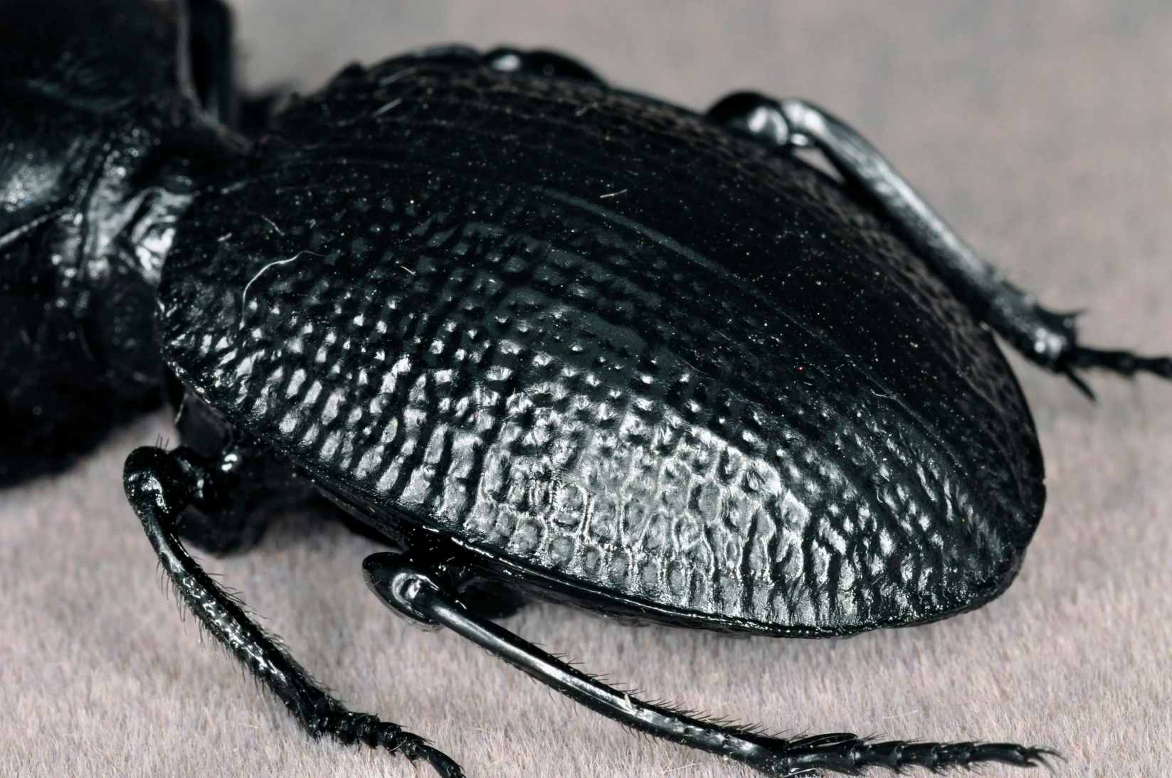Decorse's Giant Ground Beetle artificial hand-painted epoxy resin refrigerator magnet — view 2