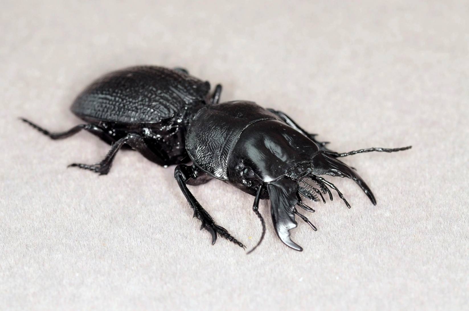 Decorse's Giant Ground Beetle artificial hand-painted epoxy resin refrigerator magnet — view 1