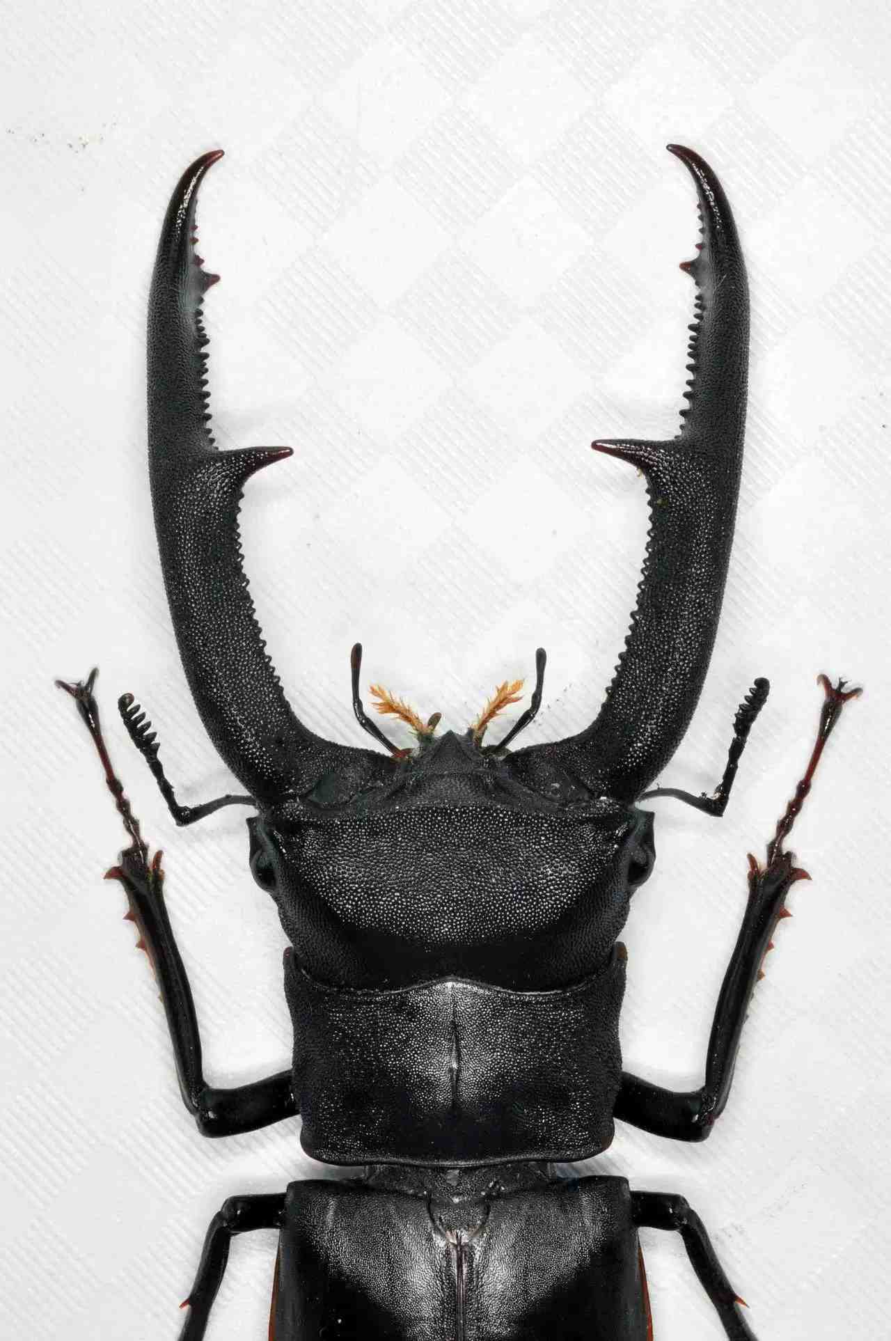 Giant Mandible Stag artificial hand-painted epoxy resin refrigerator magnet — view 4