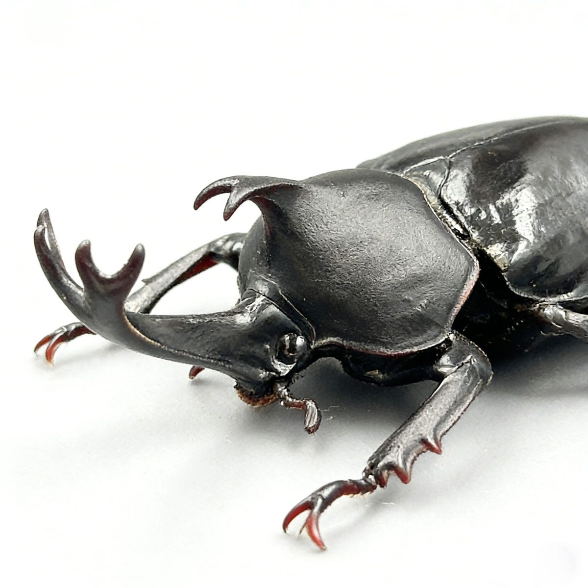 Japanese Rhinoceros Beetle artificial hand-painted epoxy resin refrigerator magnet — view 3