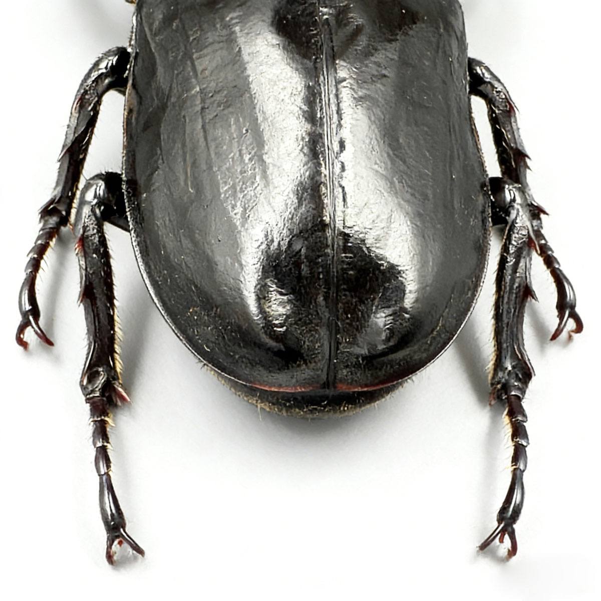 Japanese Rhinoceros Beetle artificial hand-painted epoxy resin refrigerator magnet — view 4