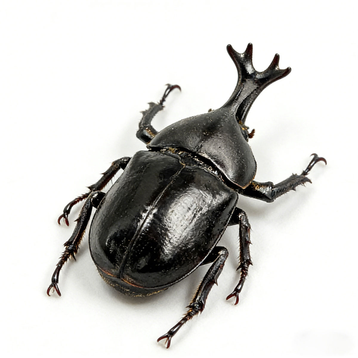 Japanese Rhinoceros Beetle artificial hand-painted epoxy resin refrigerator magnet — view 2