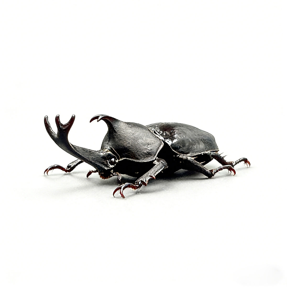 Japanese Rhinoceros Beetle artificial hand-painted epoxy resin refrigerator magnet — view 1