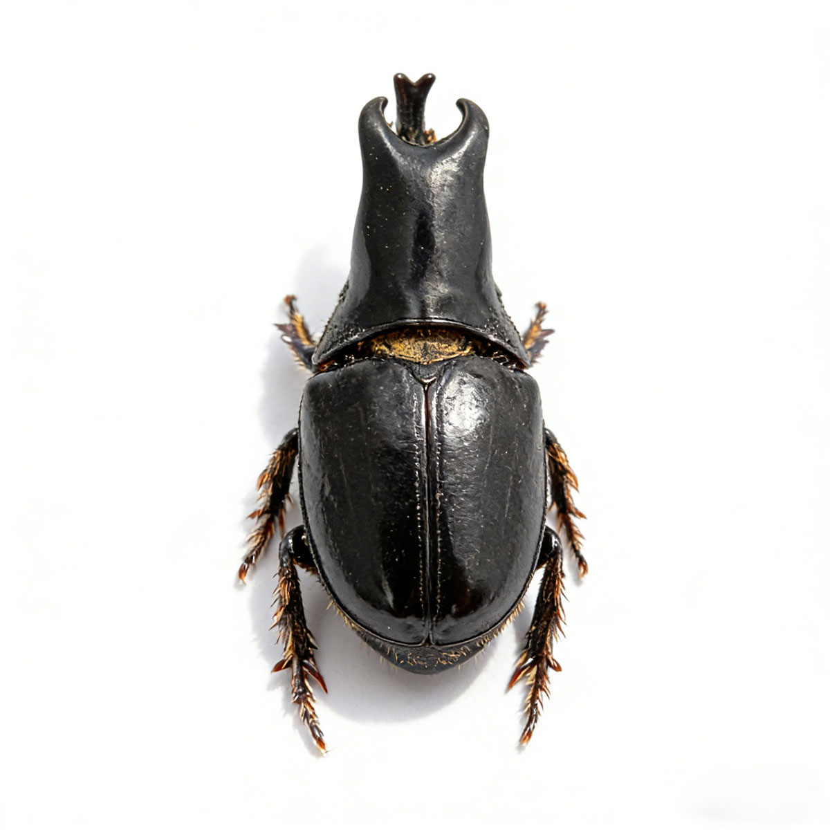 Jason's Rhinoceros Beetle artificial hand-painted epoxy resin refrigerator magnet — view 3