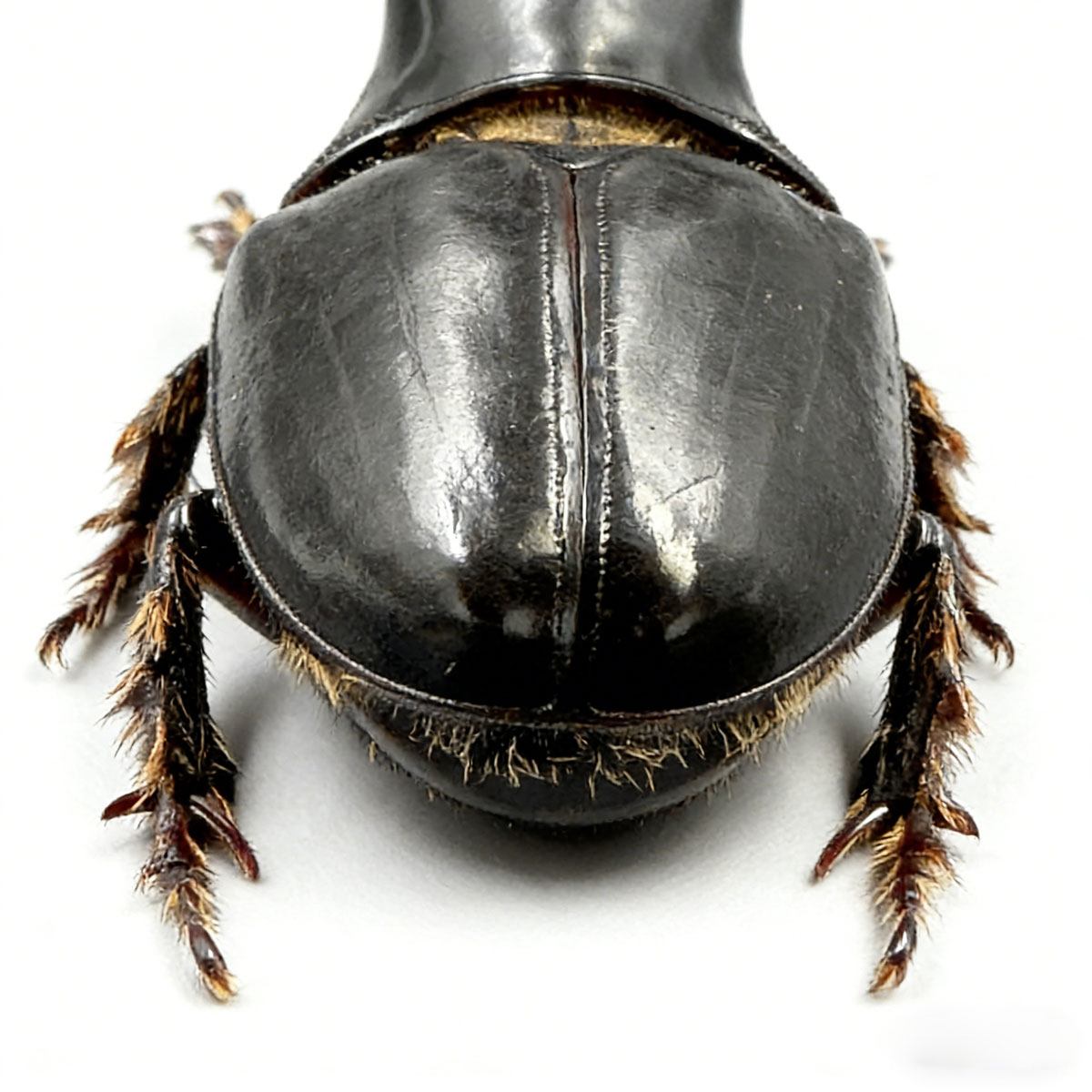 Jason's Rhinoceros Beetle artificial hand-painted epoxy resin refrigerator magnet — view 4