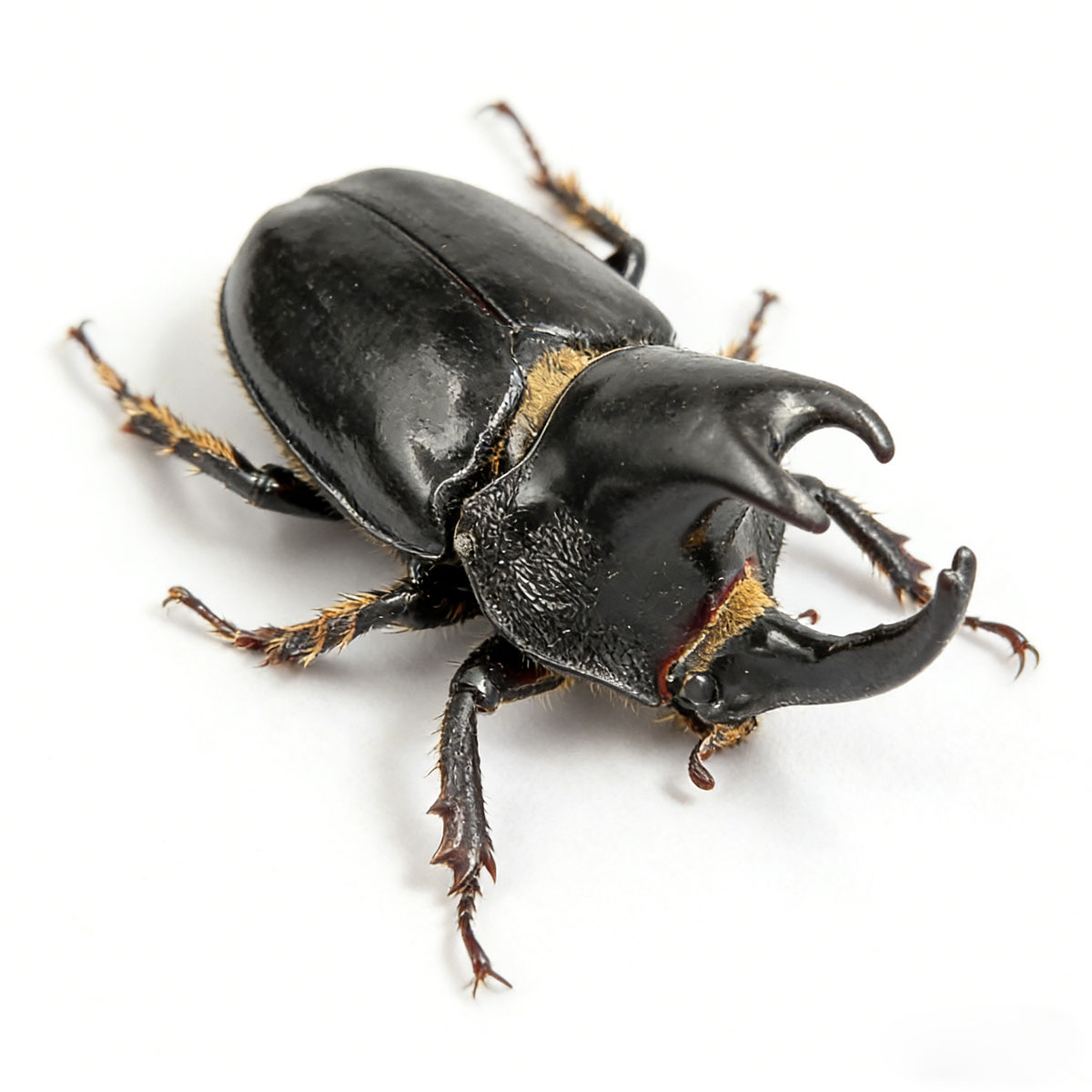 Jason's Rhinoceros Beetle artificial hand-painted epoxy resin refrigerator magnet — view 2