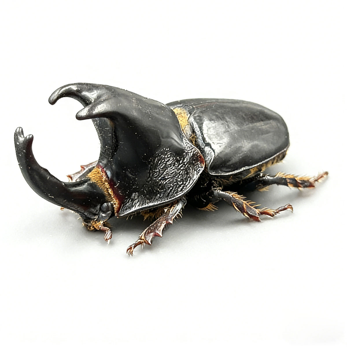Jason's Rhinoceros Beetle artificial hand-painted epoxy resin refrigerator magnet — view 1