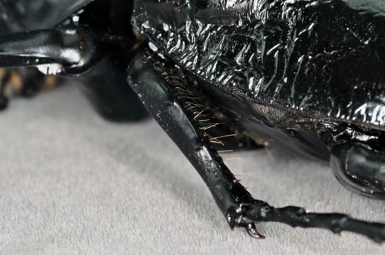 Mars Elephant Beetle artificial hand-painted epoxy resin refrigerator magnet — view 4