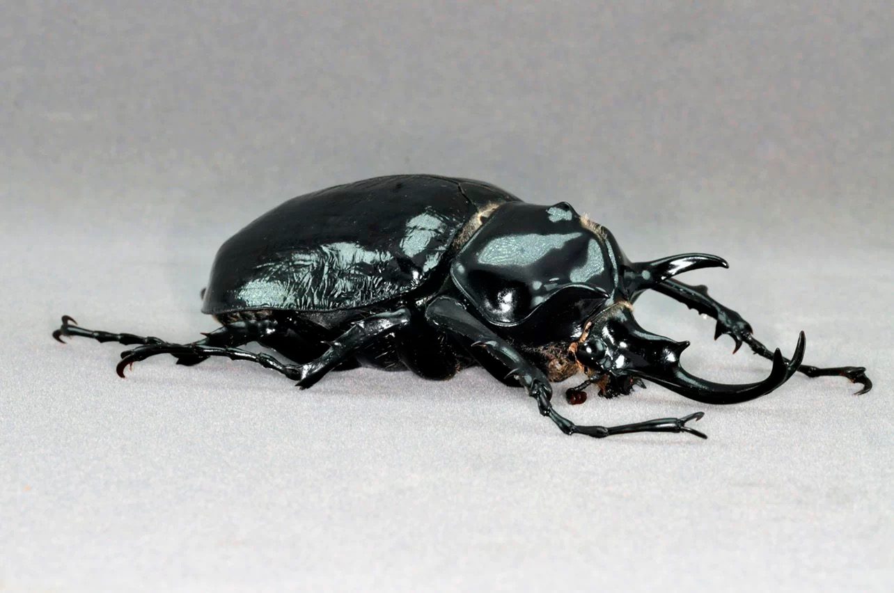 Mars Elephant Beetle artificial hand-painted epoxy resin refrigerator magnet — view 1
