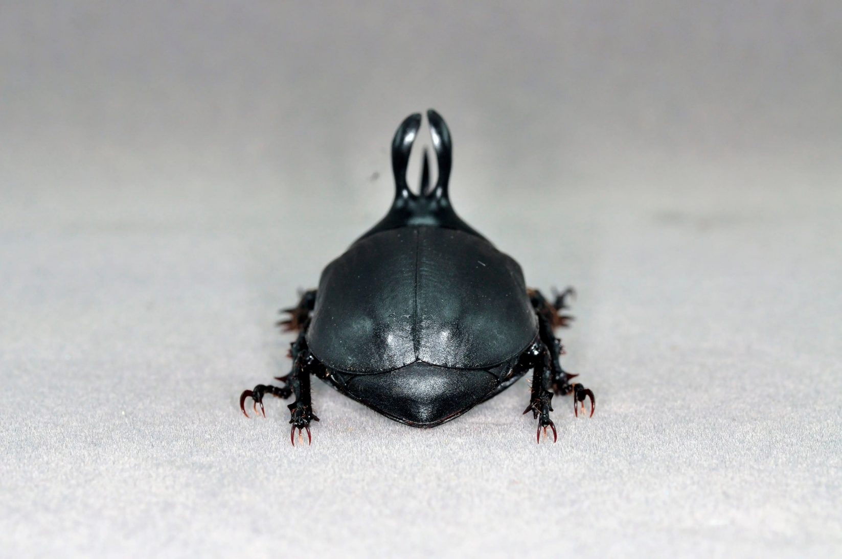 Rabbit-Ear Beetle artificial hand-painted epoxy resin refrigerator magnet — view 3