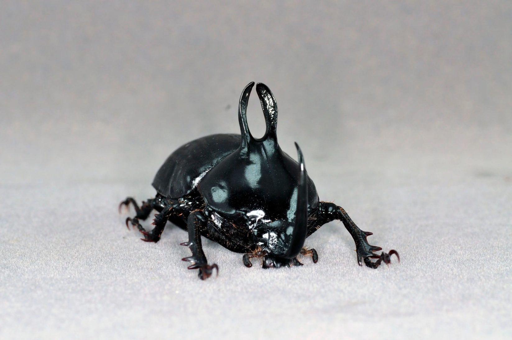 Rabbit-Ear Beetle artificial hand-painted epoxy resin refrigerator magnet — view 4
