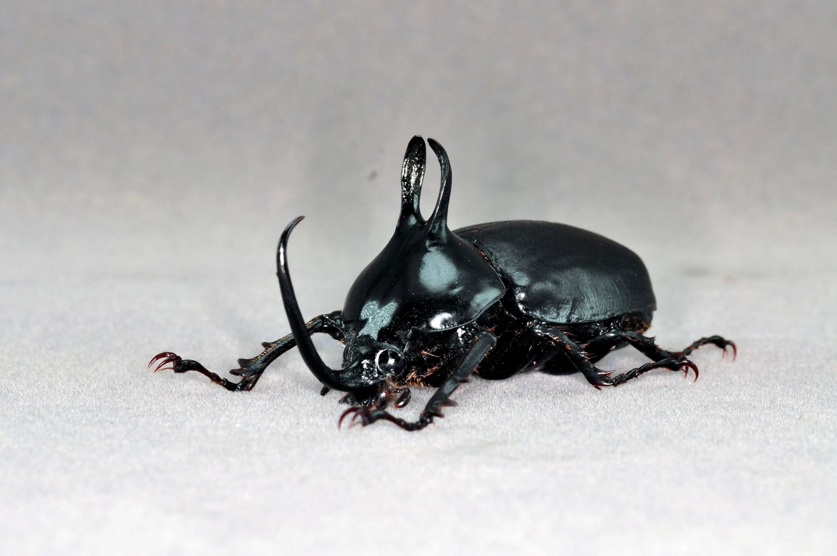 Rabbit-Ear Beetle artificial hand-painted epoxy resin refrigerator magnet — view 1