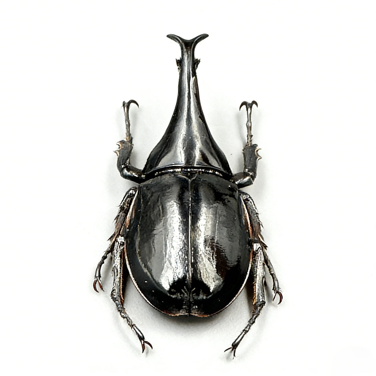 Sumatran Atlas Beetle artificial hand-painted epoxy resin refrigerator magnet — view 3