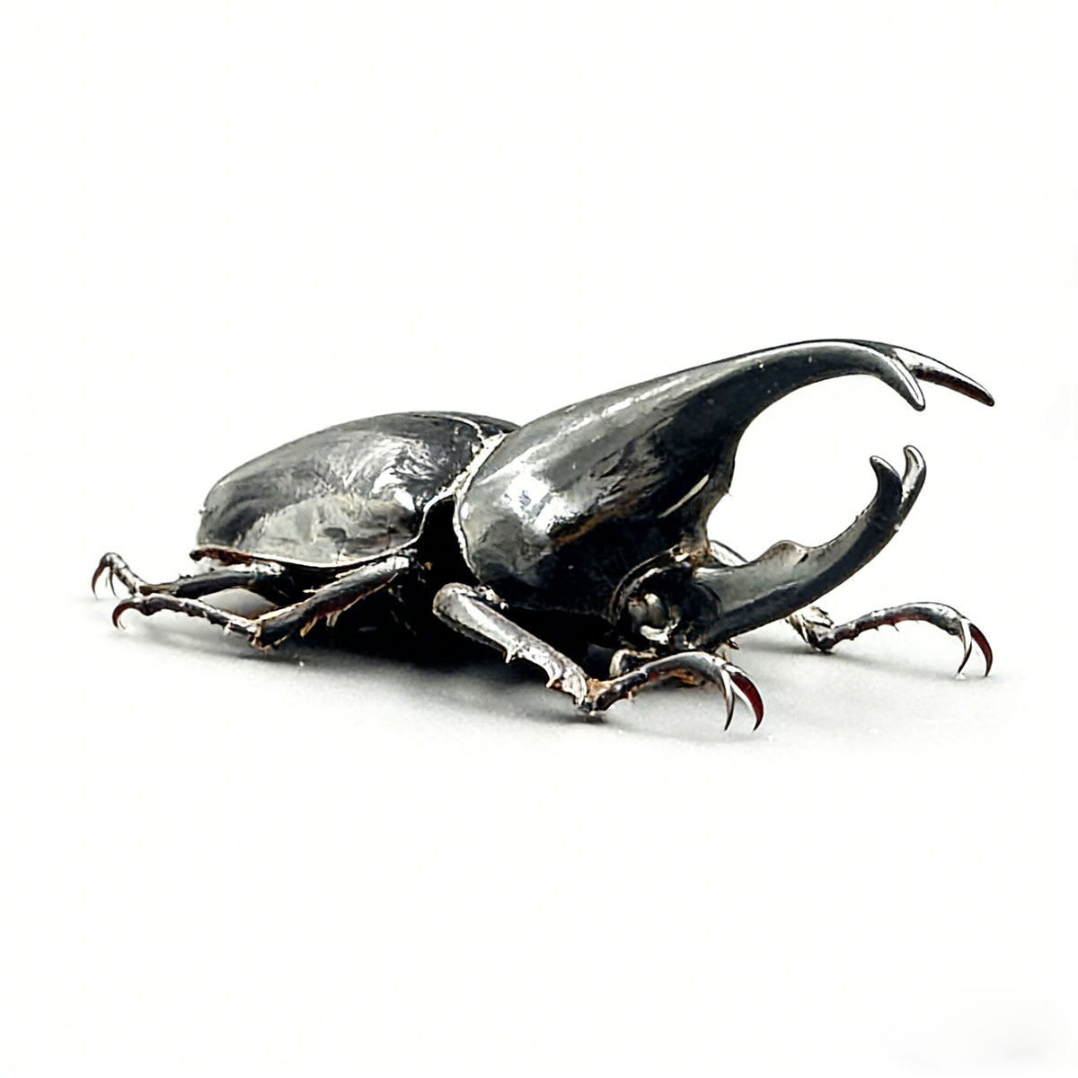 Sumatran Atlas Beetle artificial hand-painted epoxy resin refrigerator magnet — view 4
