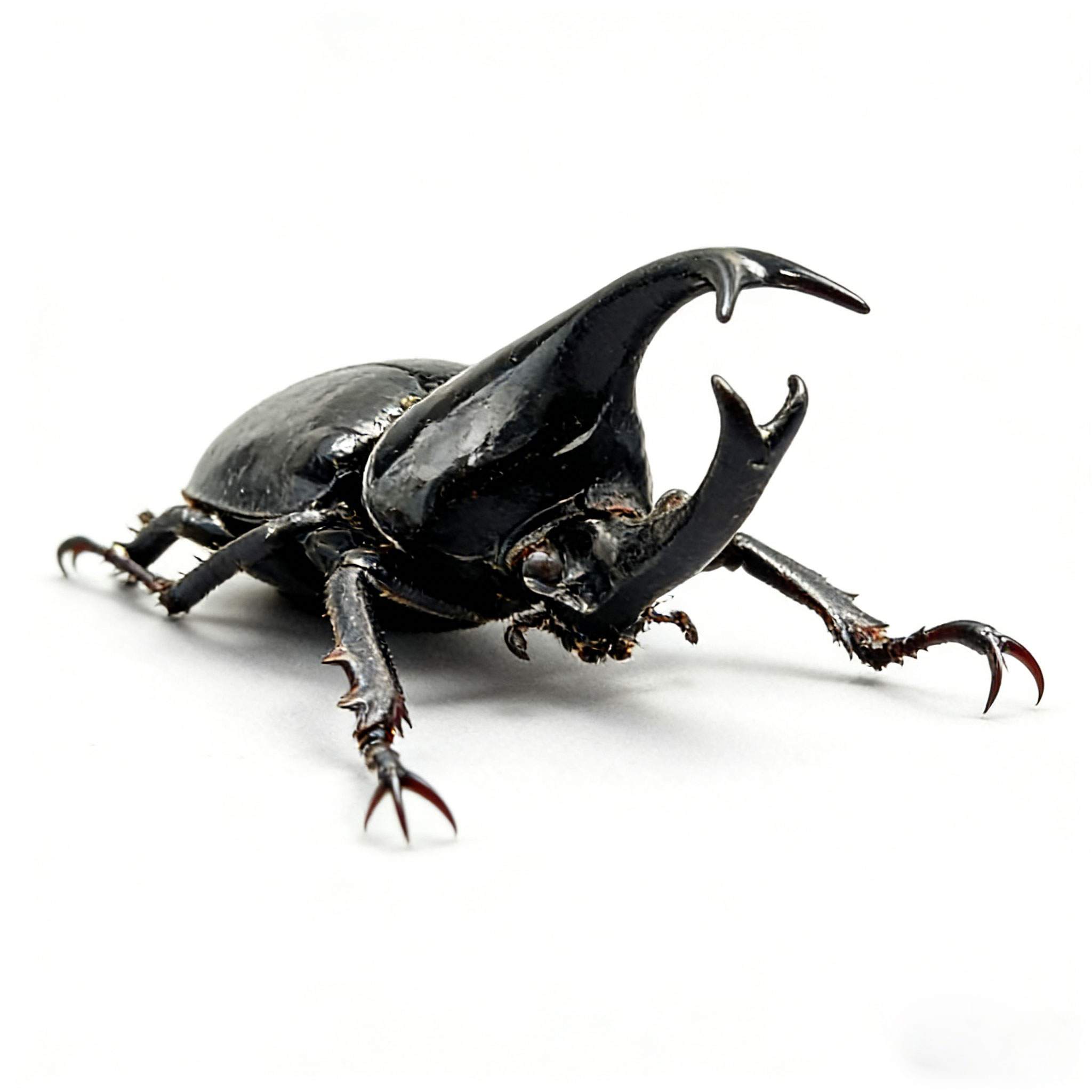 Sumatran Atlas Beetle artificial hand-painted epoxy resin refrigerator magnet — view 2