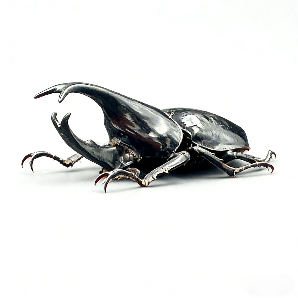 Sumatran Atlas Beetle