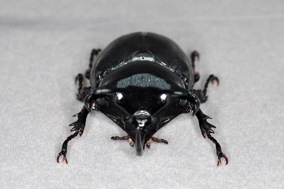 Trident Beetle artificial hand-painted epoxy resin refrigerator magnet — view 3