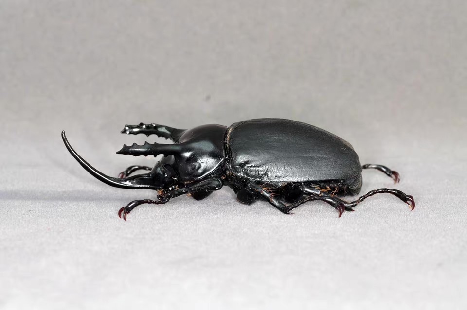 Trident Beetle artificial hand-painted epoxy resin refrigerator magnet — view 4