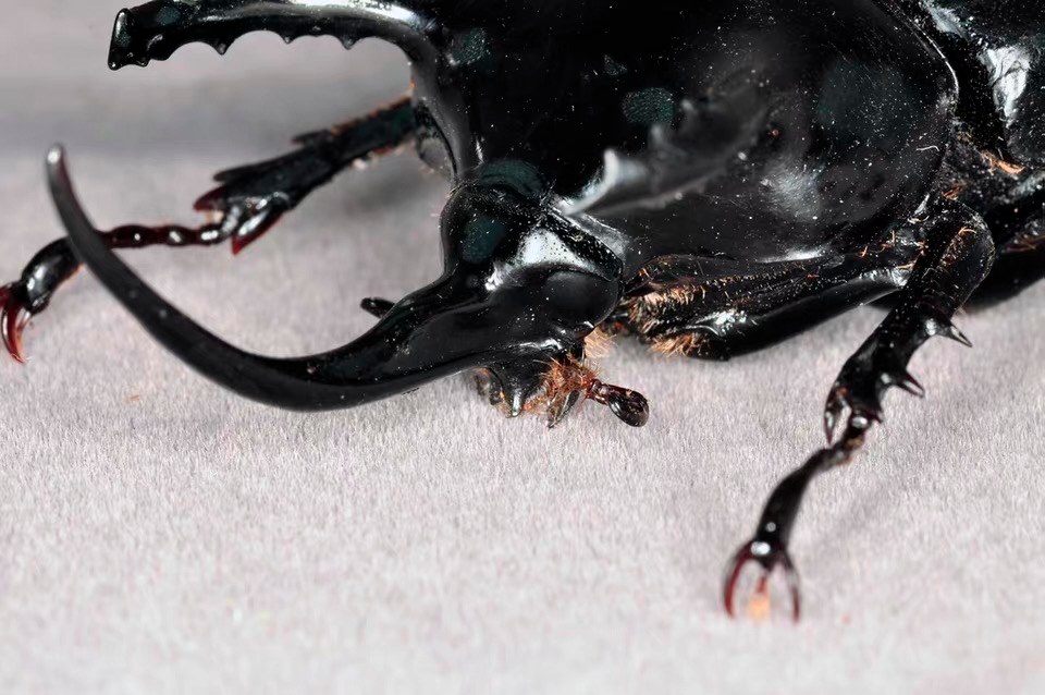 Trident Beetle artificial hand-painted epoxy resin refrigerator magnet — view 2