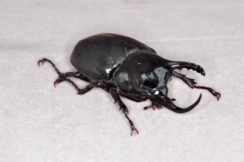 Trident Beetle