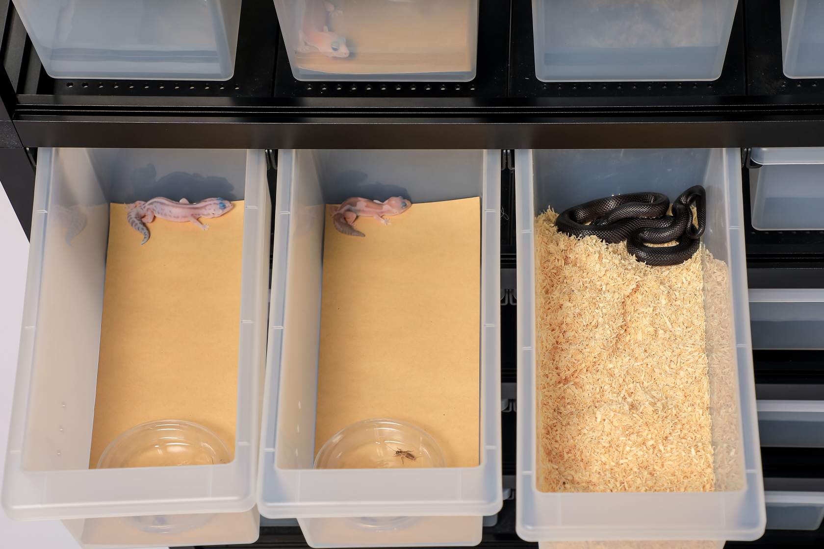 Poplar Shavings Substrates wholesale product detail — view 2